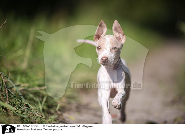 American Hairless Terrier puppy / MW-18006