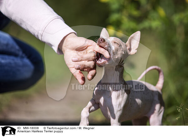 American Hairless Terrier puppy / MW-18008