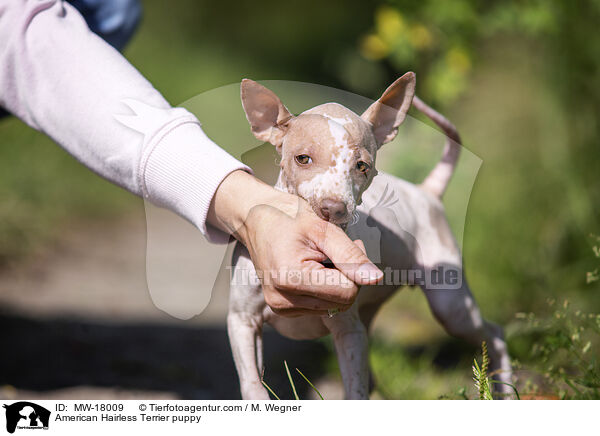 American Hairless Terrier puppy / MW-18009