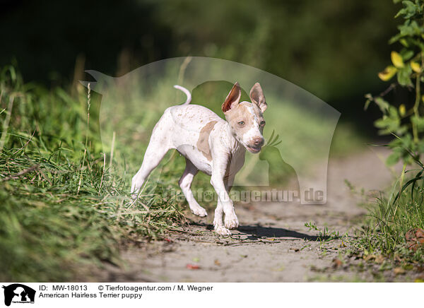 American Hairless Terrier puppy / MW-18013