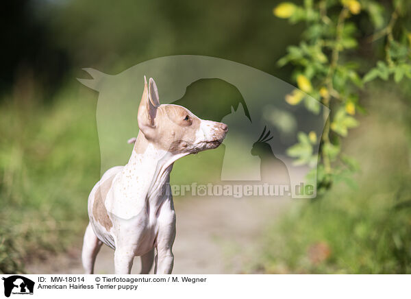 American Hairless Terrier puppy / MW-18014