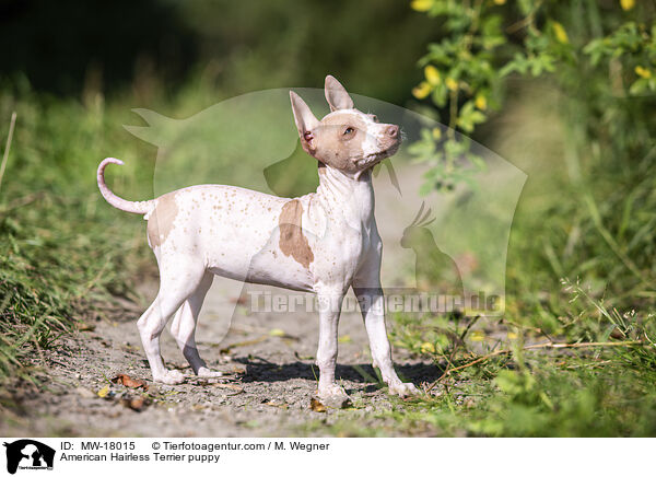 American Hairless Terrier puppy / MW-18015