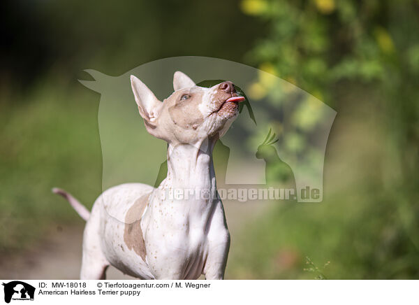 American Hairless Terrier puppy / MW-18018