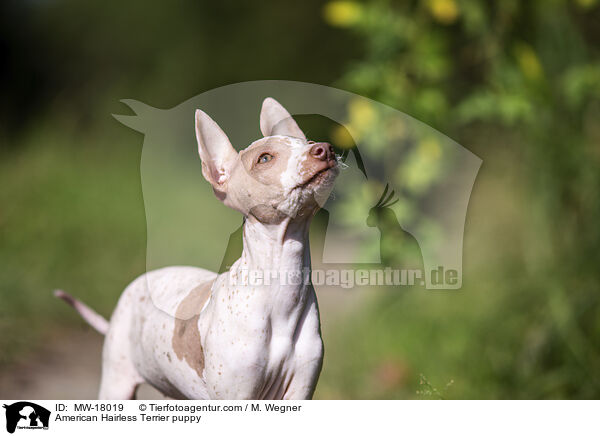 American Hairless Terrier puppy / MW-18019