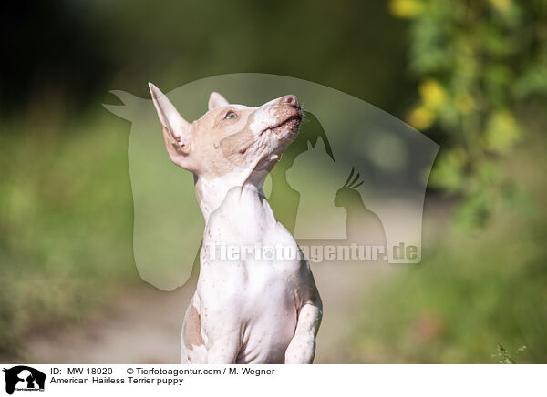 American Hairless Terrier puppy / MW-18020