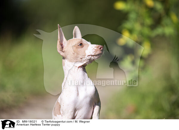 American Hairless Terrier puppy / MW-18021