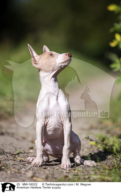 American Hairless Terrier puppy / MW-18022