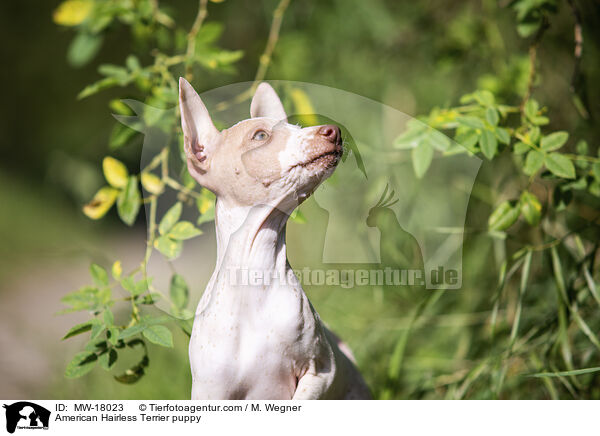 American Hairless Terrier puppy / MW-18023