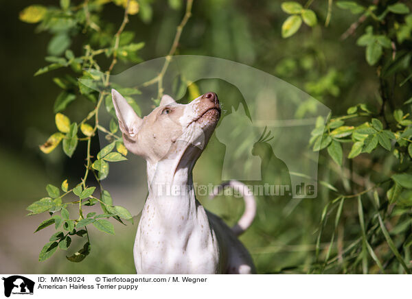 American Hairless Terrier puppy / MW-18024