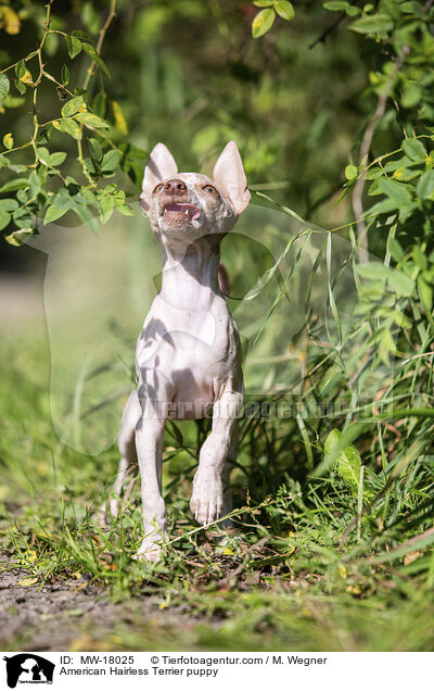 American Hairless Terrier puppy / MW-18025