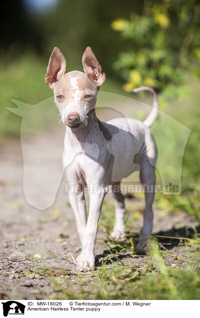 American Hairless Terrier puppy / MW-18026