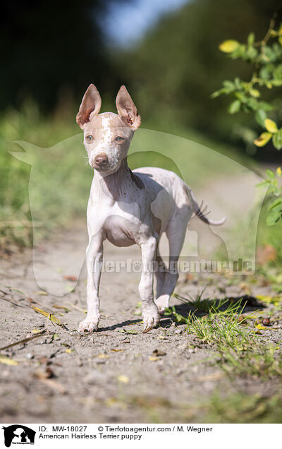 American Hairless Terrier puppy / MW-18027
