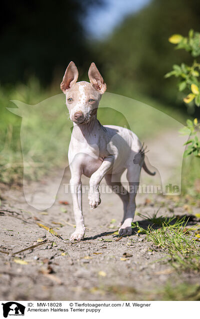 American Hairless Terrier puppy / MW-18028
