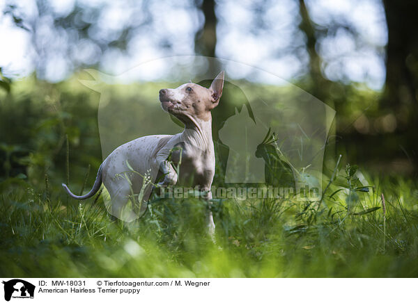American Hairless Terrier puppy / MW-18031