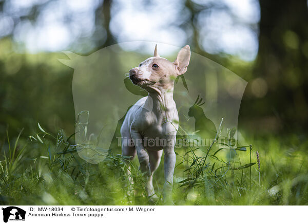 American Hairless Terrier puppy / MW-18034