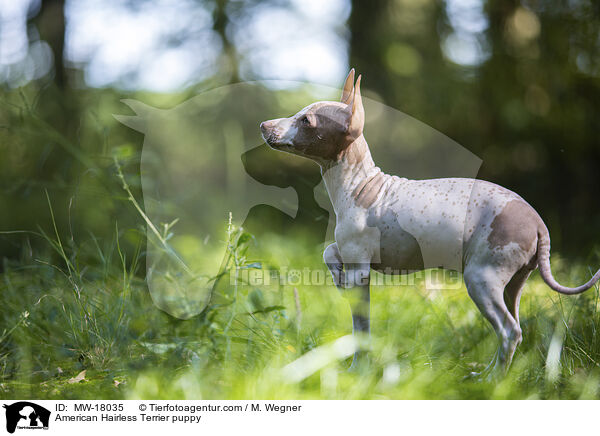 American Hairless Terrier puppy / MW-18035