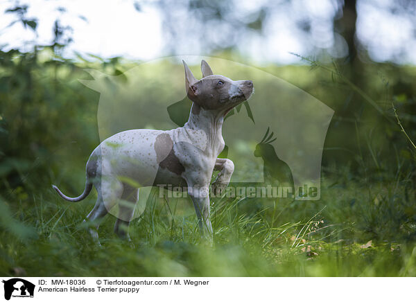 American Hairless Terrier puppy / MW-18036