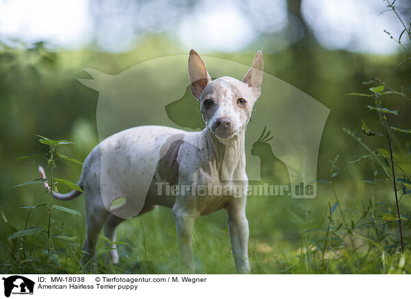 American Hairless Terrier puppy / MW-18038
