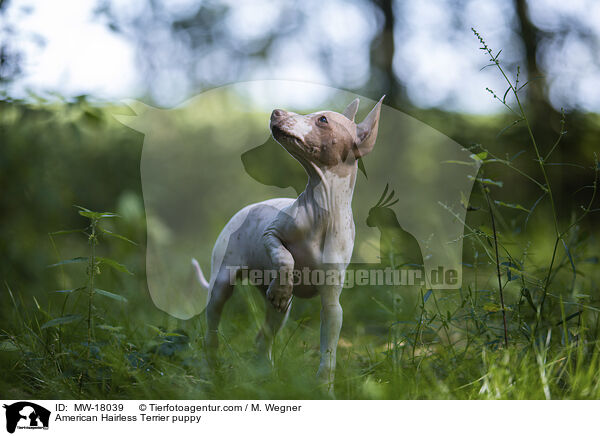 American Hairless Terrier puppy / MW-18039