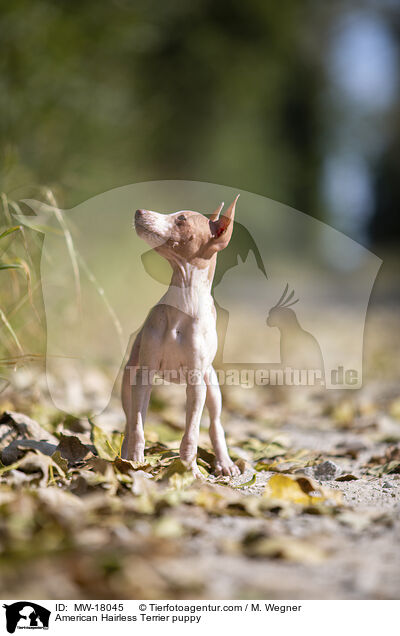 American Hairless Terrier puppy / MW-18045