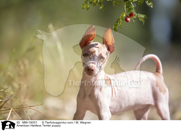 American Hairless Terrier puppy / MW-18051
