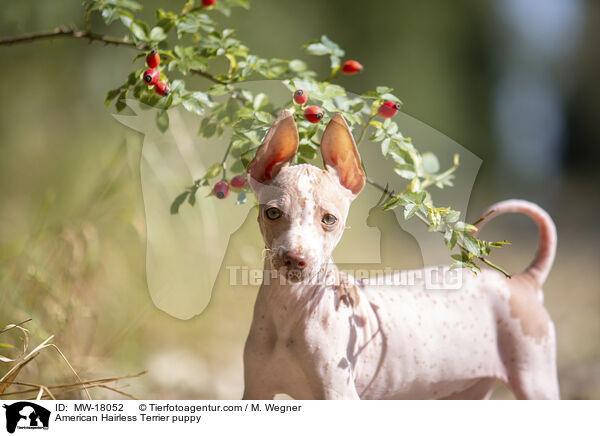 American Hairless Terrier puppy / MW-18052