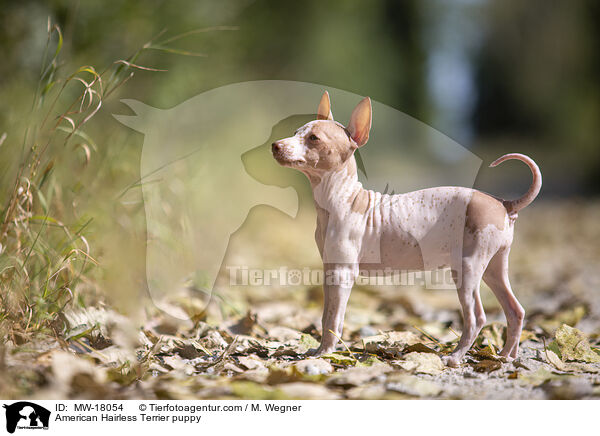 American Hairless Terrier puppy / MW-18054