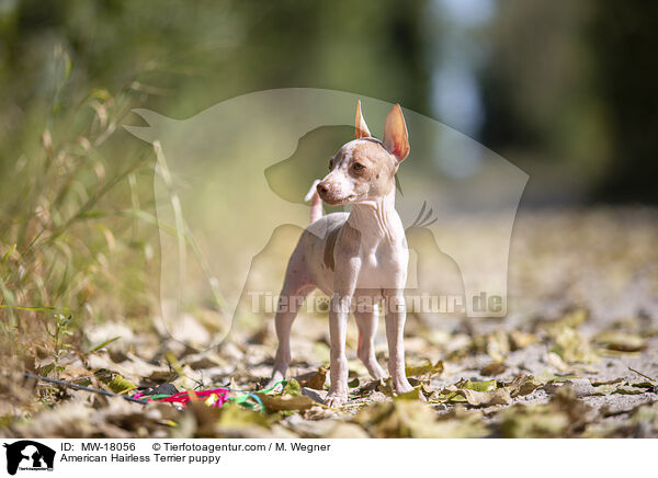 American Hairless Terrier puppy / MW-18056