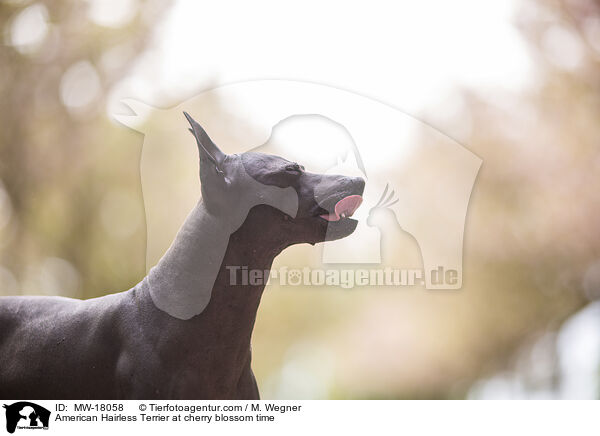American Hairless Terrier at cherry blossom time / MW-18058