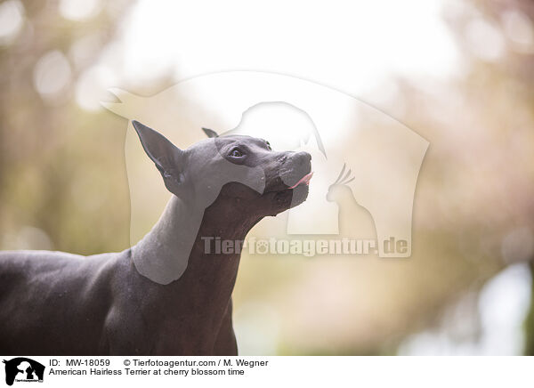 American Hairless Terrier at cherry blossom time / MW-18059