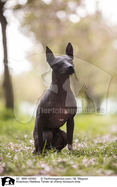 American Hairless Terrier at cherry blossom time / MW-18060