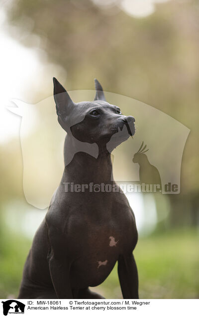 American Hairless Terrier at cherry blossom time / MW-18061