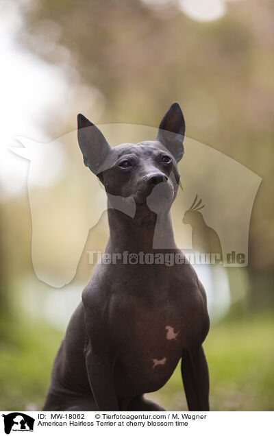 American Hairless Terrier at cherry blossom time / MW-18062