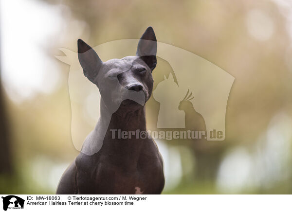 American Hairless Terrier at cherry blossom time / MW-18063