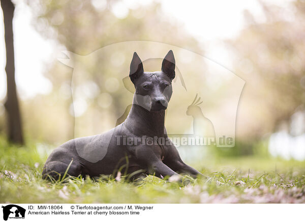 American Hairless Terrier at cherry blossom time / MW-18064