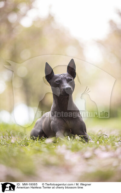 American Hairless Terrier at cherry blossom time / MW-18065