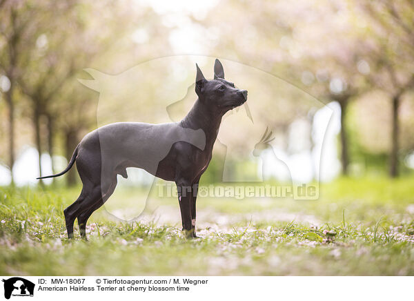 American Hairless Terrier at cherry blossom time / MW-18067