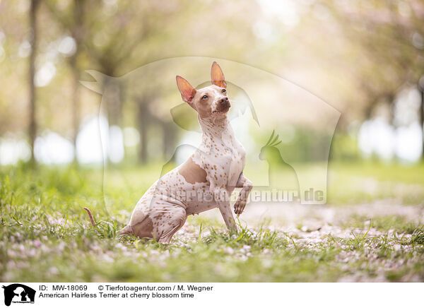 American Hairless Terrier at cherry blossom time / MW-18069