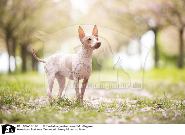 American Hairless Terrier at cherry blossom time / MW-18070