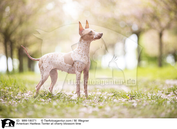 American Hairless Terrier at cherry blossom time / MW-18071