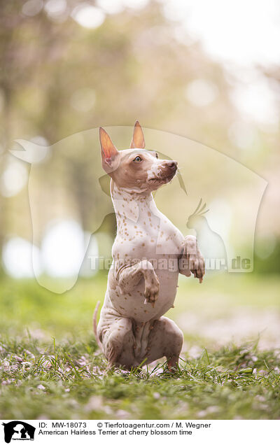 American Hairless Terrier at cherry blossom time / MW-18073