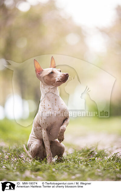 American Hairless Terrier at cherry blossom time / MW-18074