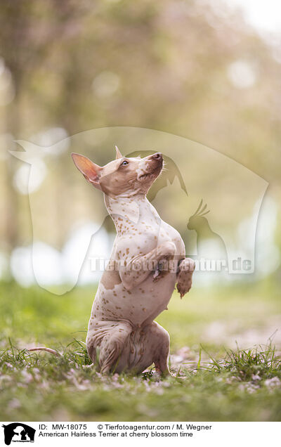American Hairless Terrier at cherry blossom time / MW-18075