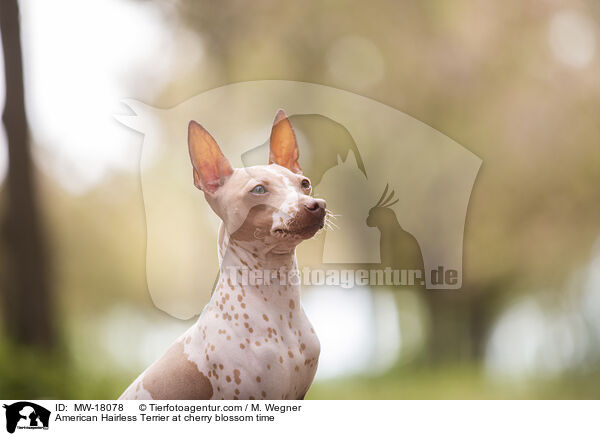 American Hairless Terrier at cherry blossom time / MW-18078
