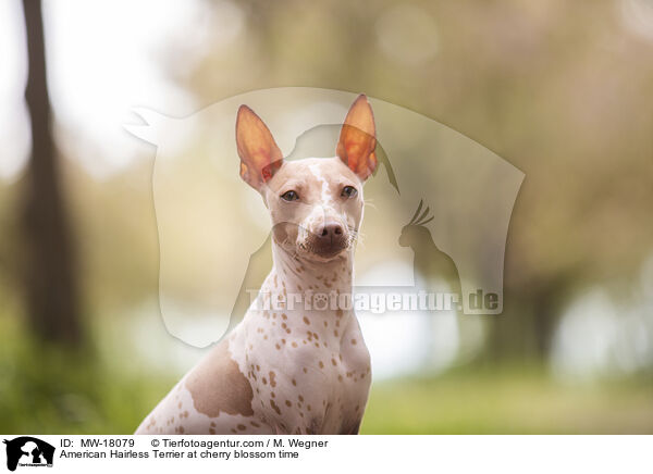 American Hairless Terrier at cherry blossom time / MW-18079