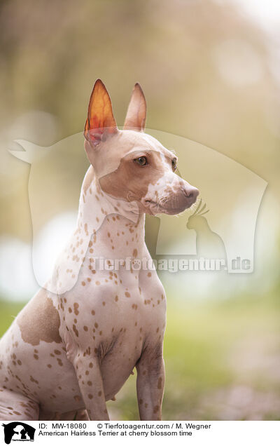 American Hairless Terrier at cherry blossom time / MW-18080