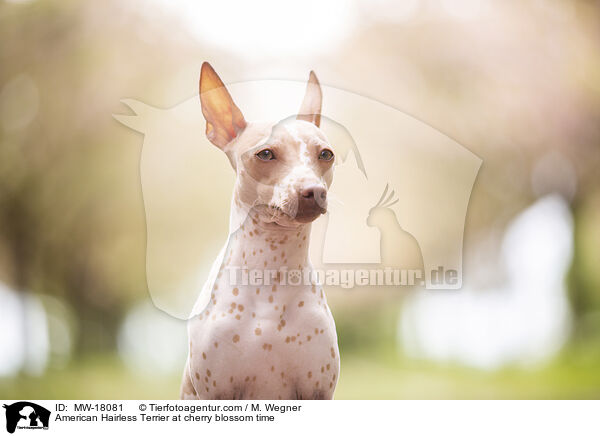 American Hairless Terrier at cherry blossom time / MW-18081