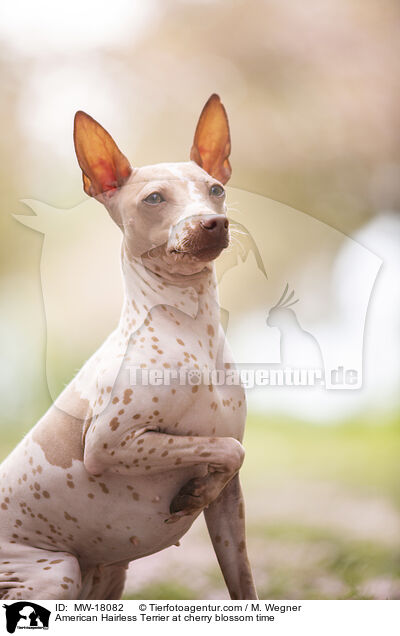 American Hairless Terrier at cherry blossom time / MW-18082