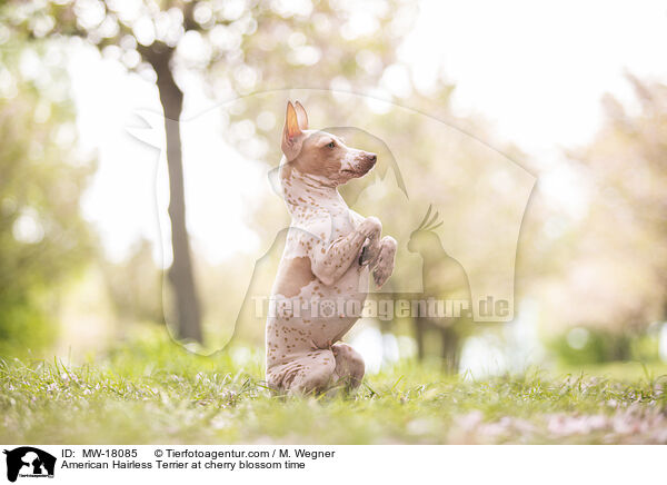 American Hairless Terrier at cherry blossom time / MW-18085