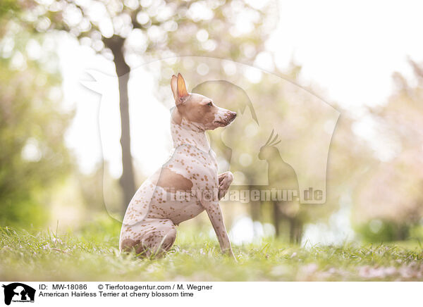 American Hairless Terrier at cherry blossom time / MW-18086